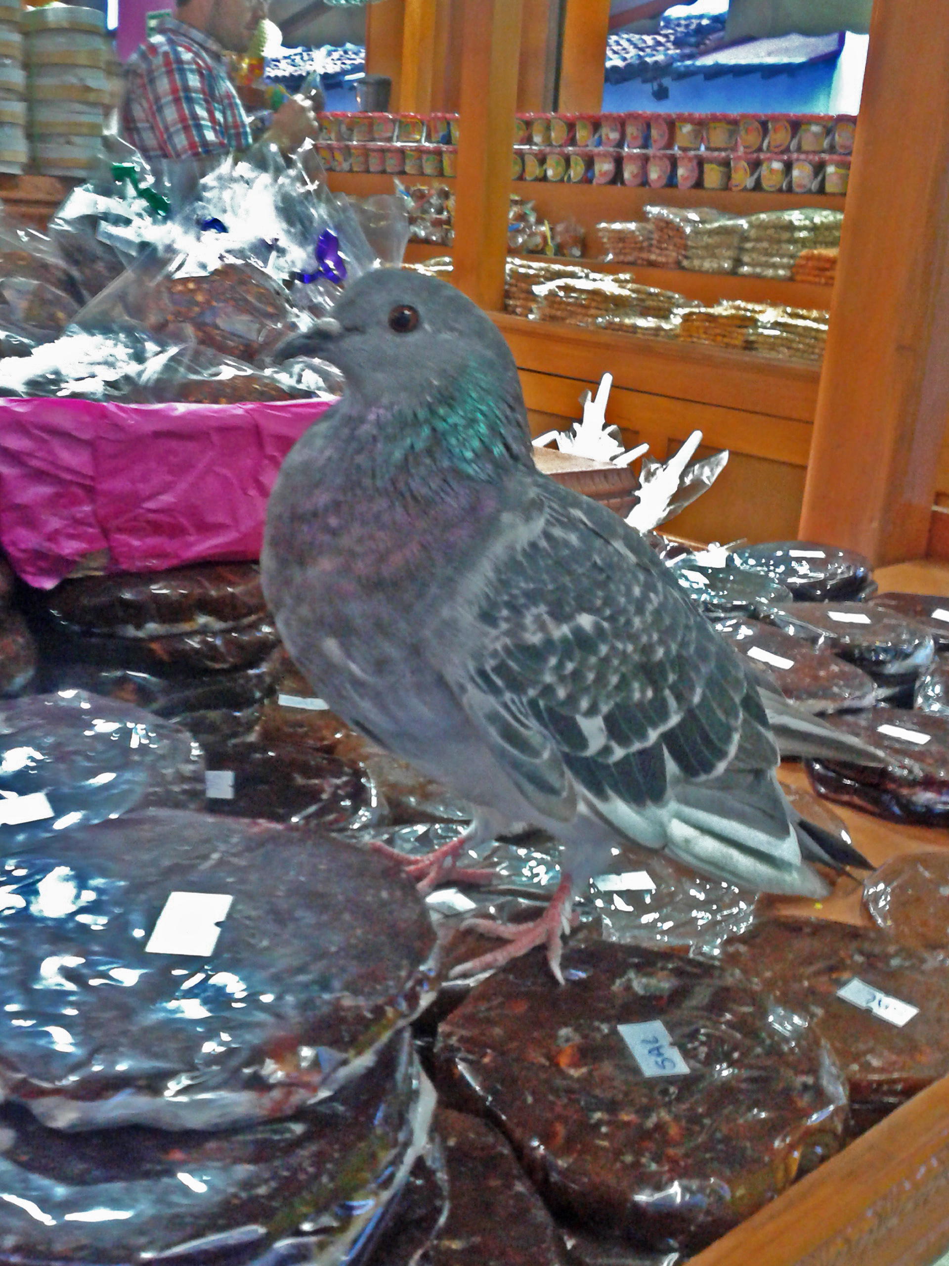 pigeon in the candy shop
